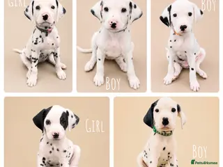 Dalmatian dogs 100% Full hearing Litter - KC Dalmatian Puppies - Advert 3