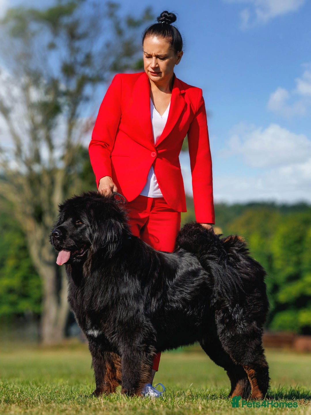 Tibetan Mastiff dogs for sale: Tibetan Mastiff - Advert 12