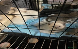 Ragdoll cats for sale: Ragdoll x British shorthair  - Image 11