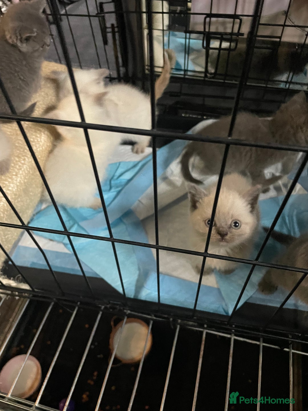 Ragdoll cats for sale: Ragdoll x British shorthair  - Image 11
