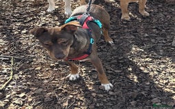 Mixed Breed dogs for sale: 2 year old unneutered female free - Image 2