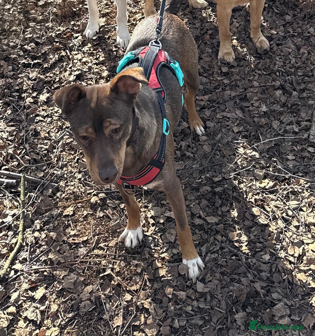 Mixed Breed dogs for sale: 2 year old unneutered female free - Image 2