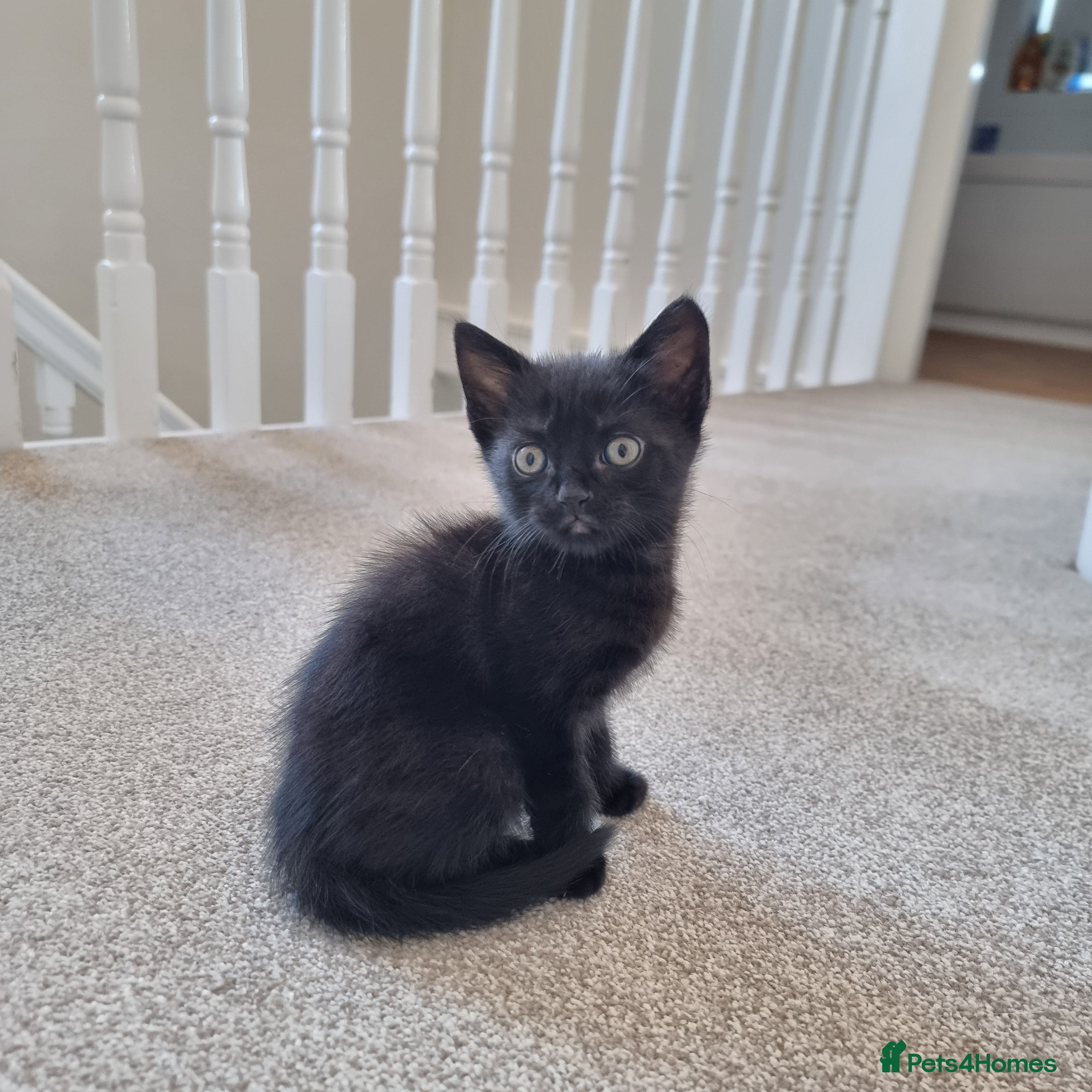 Scottish Fold cats Scottish straight x male kitten - Advert 3