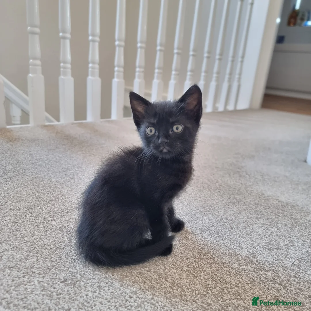 Scottish Fold cats for sale: Scottish straight x male kitten - Advert 1