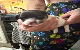 Jack Russell dogs for sale: Jack Russell puppies  - Advert 15