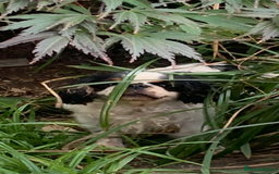 King Charles Spaniel dogs for sale: Top quality show lines King Charles spaniel bitch - Image 8