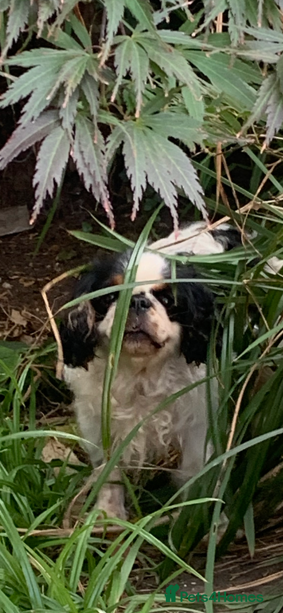 King Charles Spaniel dogs for sale: Top quality show lines King Charles spaniel bitch - Image 8