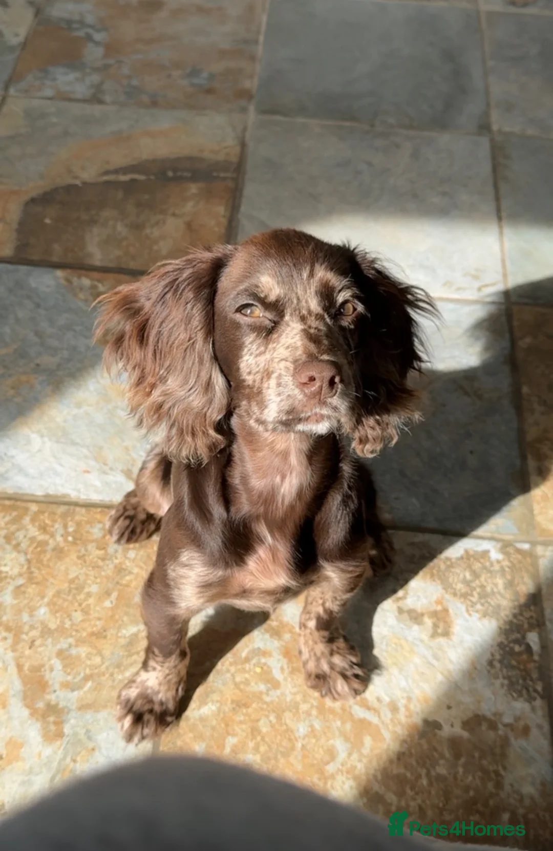 Cocker Spaniel dogs for sale: Working spaniel puppy 4 months  - Advert 1