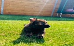 German Shepherd dogs for sale: KC Registered German Shepard Babies 🐾🐾🐾 - Image 10
