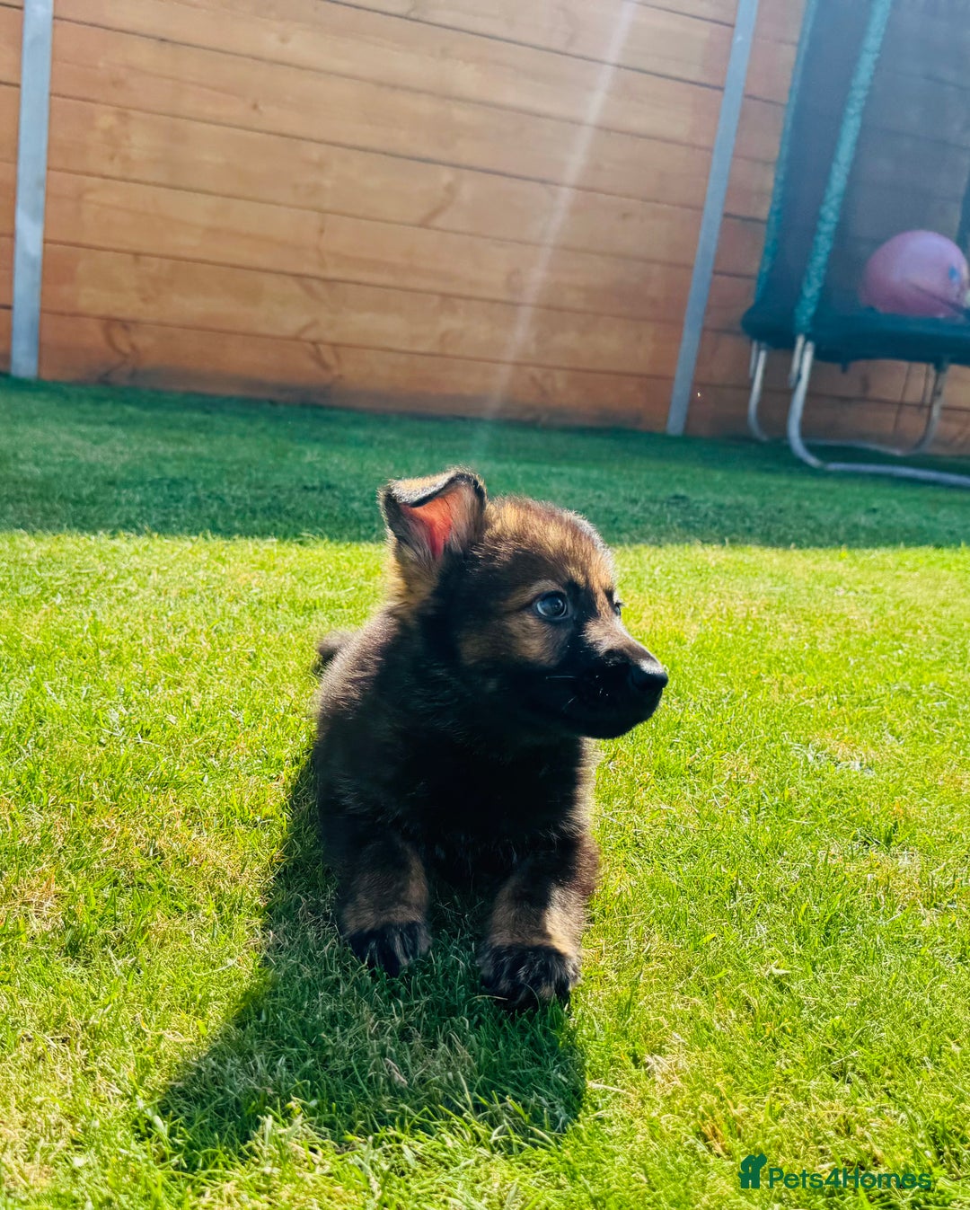 German Shepherd dogs for sale: KC Registered German Shepard Babies 🐾🐾🐾 - Image 10