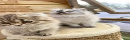 Persian cats for sale: BEAUTIFUL DOLL FACE FULL PERSIAN LONG HAIR KITTEN - Advert 11