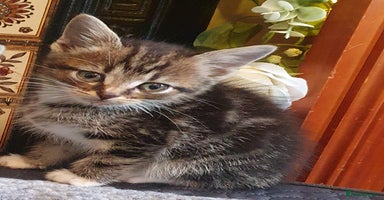 Mixed Breed cats - Advert 8