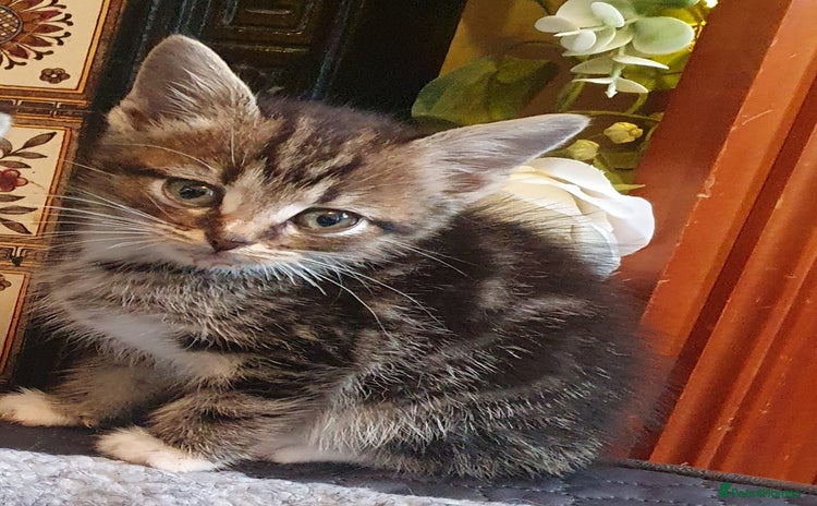Mixed Breed cats - Advert 5