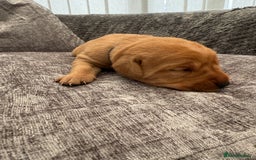 Labrador Retriever dogs for sale: Fox Red Labrador Puppies - Image 8
