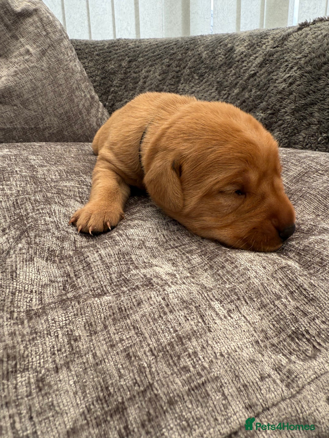 Labrador Retriever dogs for sale: Fox Red Labrador Puppies - Image 8