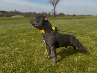 Staffordshire Bull Terrier dogs SON OF WORLD FAMOUS MULTI CH PIRO AT STUD - Advert 15