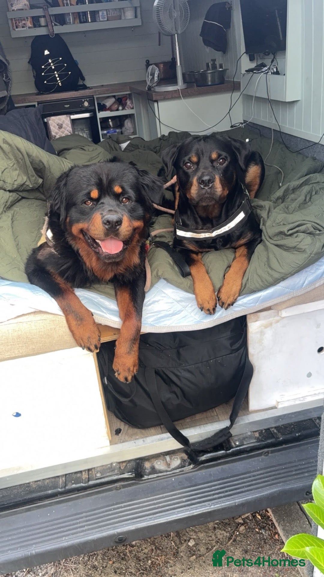 Rottweiler dogs Beautiful litter from Roxy & Tyson  - Advert 5