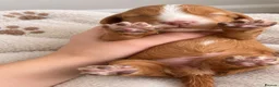 Cocker Spaniel dogs for sale: KC Working cocker spaniels  in Stoke-on-Trent - Advert 3