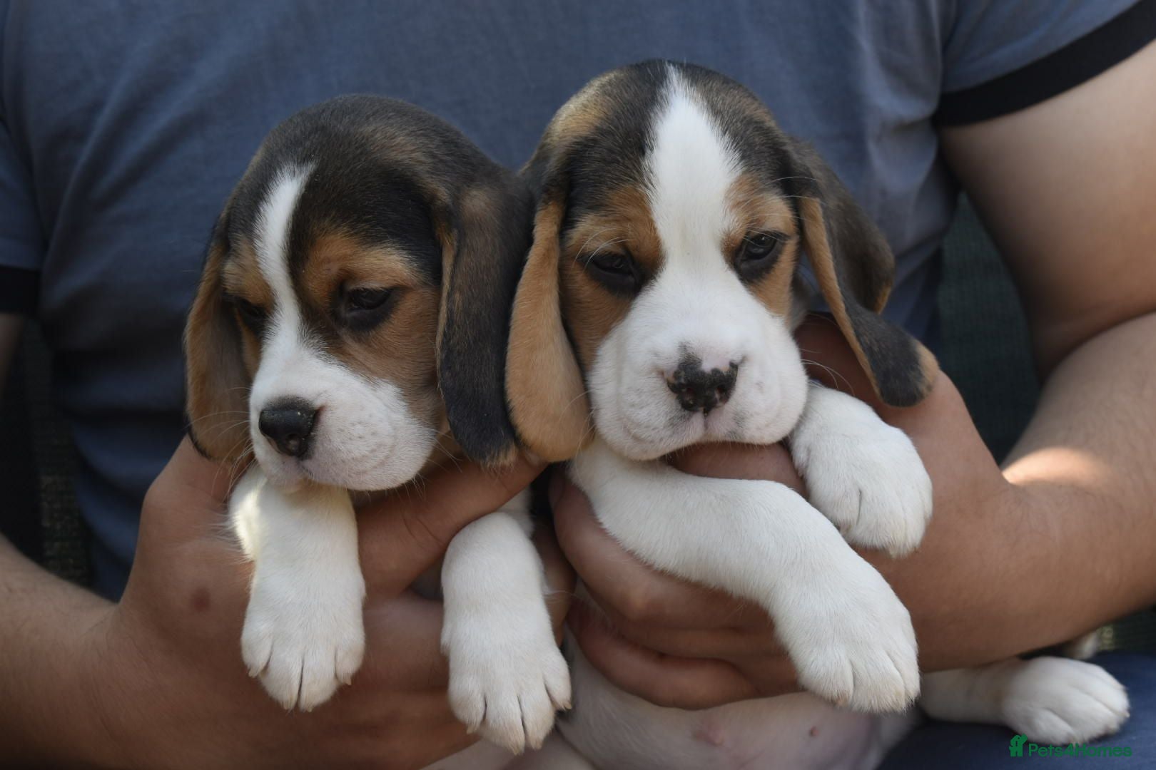 Beagle dogs Beautiful beagle puppies  - Advert 8