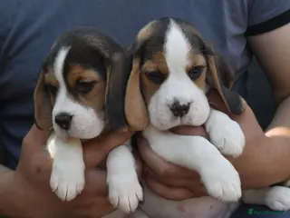 Beagle dogs Beautiful beagle puppies - Advert 8