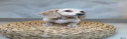 Miniature Dachshund dogs for sale: Intensity cream long hair miniature Dachshunds 🍦 - Advert 16