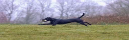 Labrador Retriever dogs for sale: Litter of Working Labrador Retriever Puppies - Advert 4