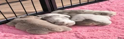 English Bulldog dogs for sale: English bulldog puppies  - Advert 15