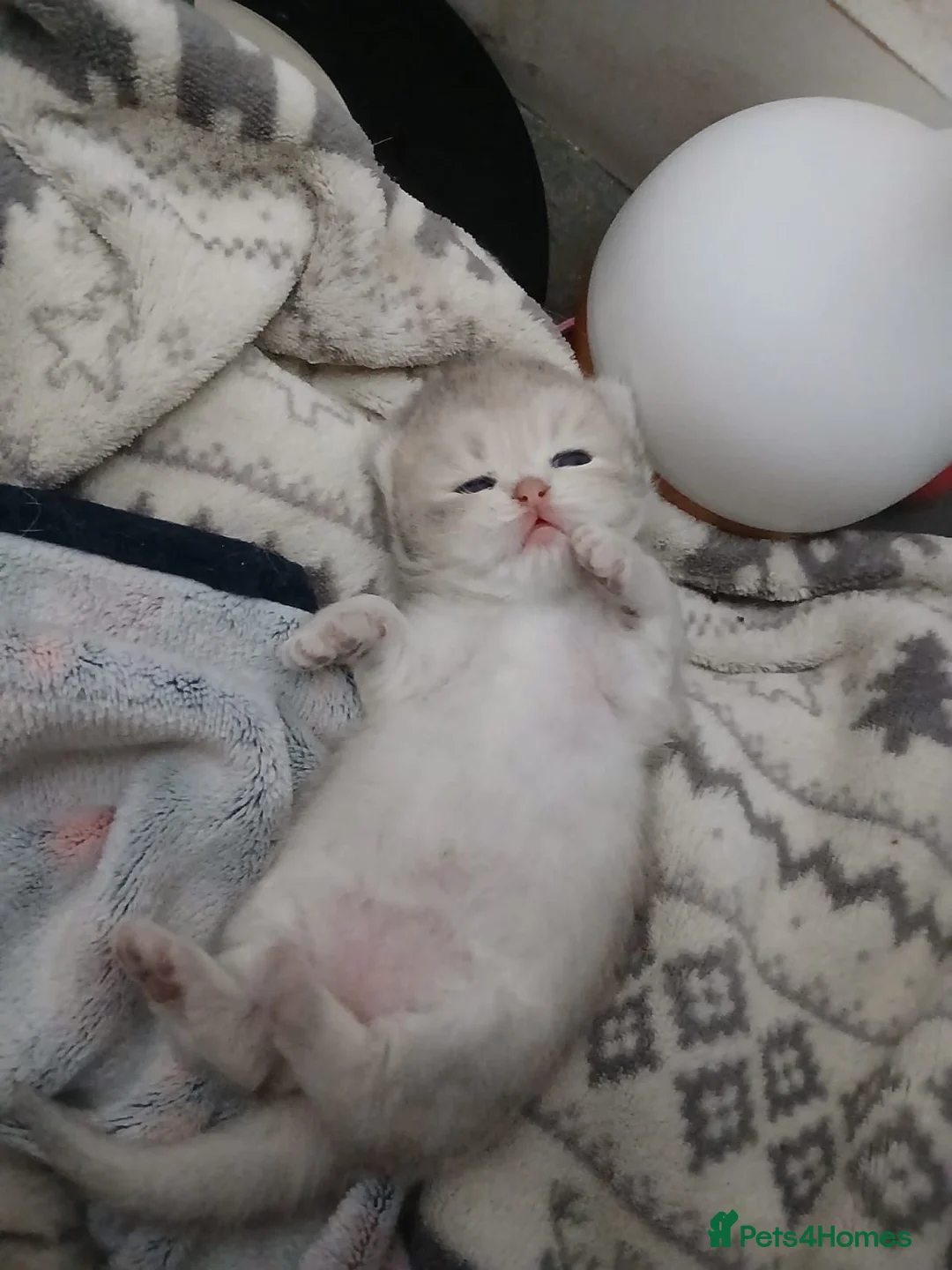 British Shorthair cats for sale: Teddy face kitten with extra long hair  in Bridgwater - Advert 3