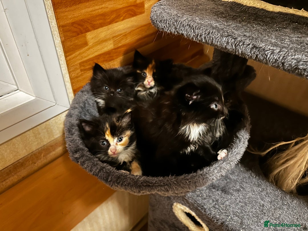 Ragcoon cats for sale: Ragdoll cross Maine coon - Image 5