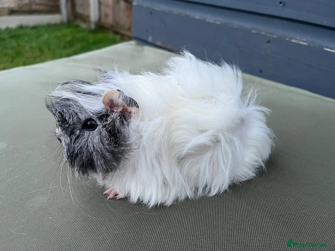 Guinea Pig rodents for sale: PERUVIAN SISTER PAIR - Advert 1