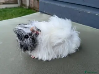 Guinea Pig rodents PERUVIAN SISTER PAIR - Advert 14