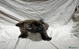 Mixed Breed dogs for sale: Beautiful frow frows for sale - Image 4