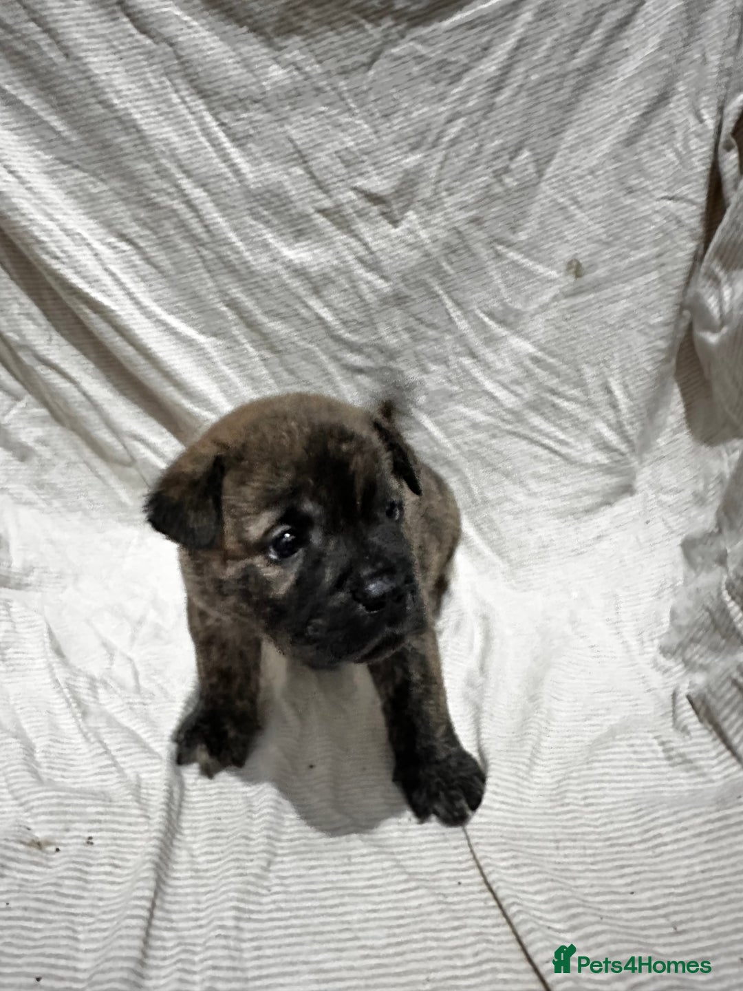 Mixed Breed dogs for sale: Beautiful frow frows for sale - Image 4