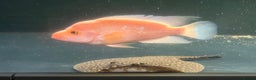 Other/Mixed Breed fish for sale: Predatory fish - rays - eel - jags  - Advert 7