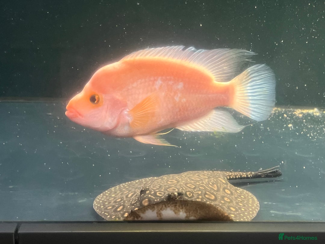 Other/Mixed Breed fish for sale: Predatory fish  - Image 7