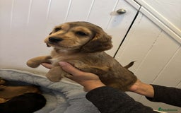 Cocker Spaniel dogs for sale: Fully Show type kc parents DNA tested all clear  - Image 5