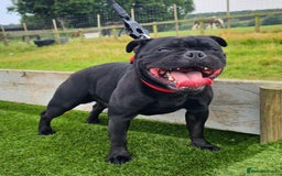 Staffordshire Bull Terrier dogs for sale: KC Registered Mr T & Luminastaffs Puppies - Image 32