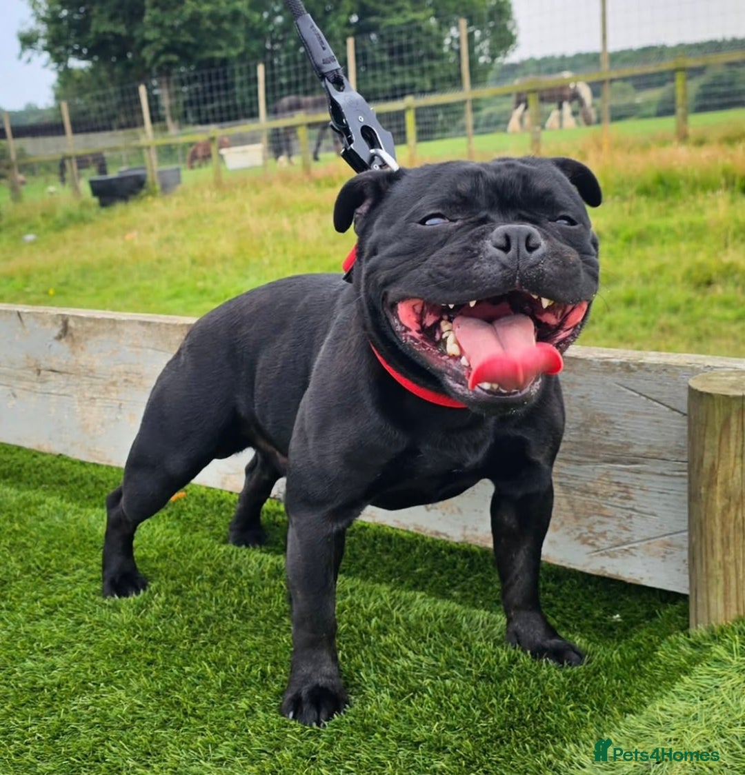 Staffordshire Bull Terrier dogs for sale: KC Registered Mr T & Luminastaffs Puppies - Image 32