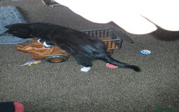 Mixed Breed cats for sale: 1 Beautiful black and white girl left  - Image 16