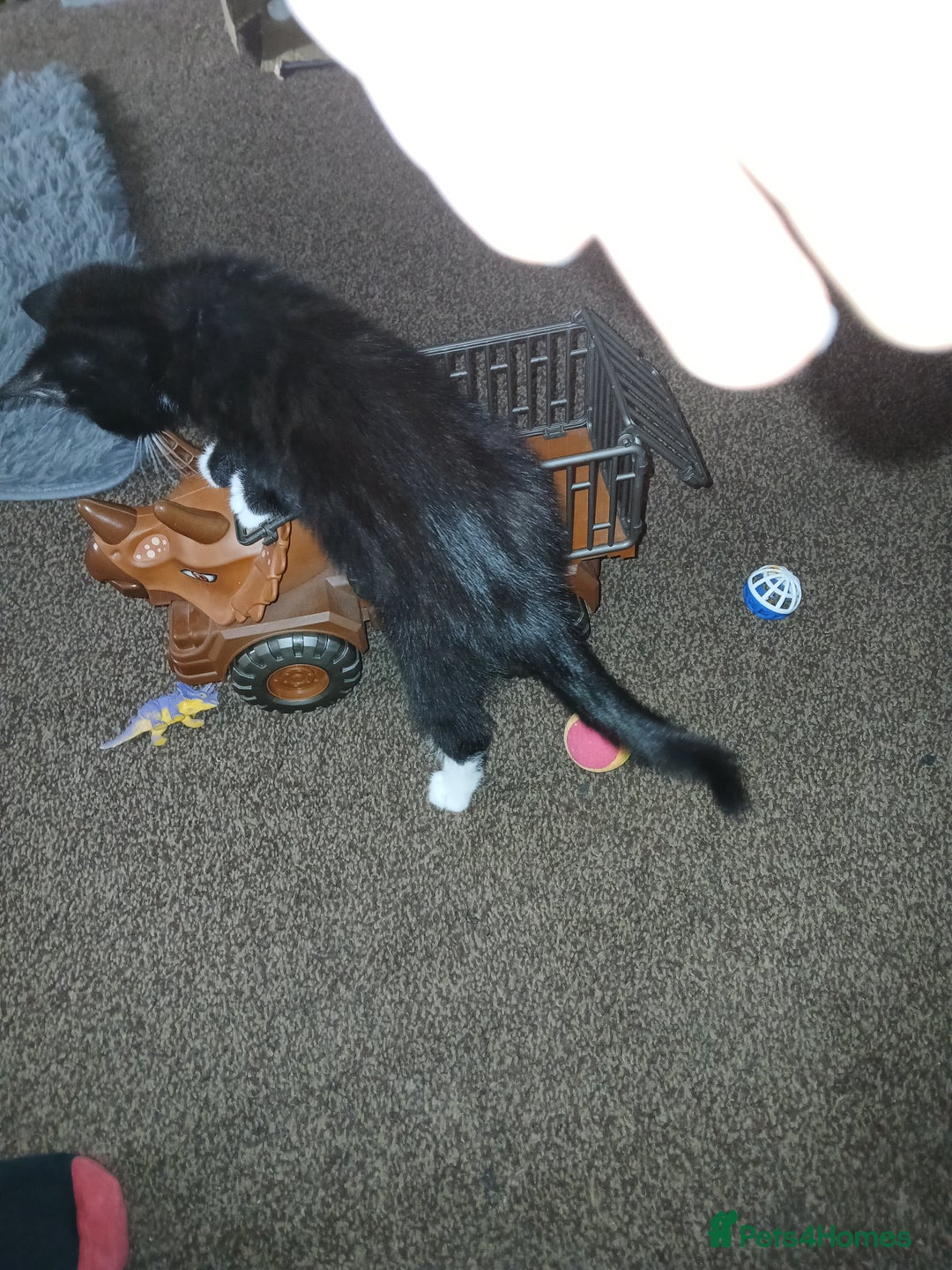 Mixed Breed cats for sale: 1 Beautiful black and white girl left  - Image 16