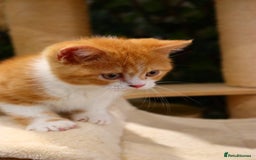 British Shorthair cats for sale: Ready CH Bloodlines BSH TICA registered kittens in Feltham - Image 6