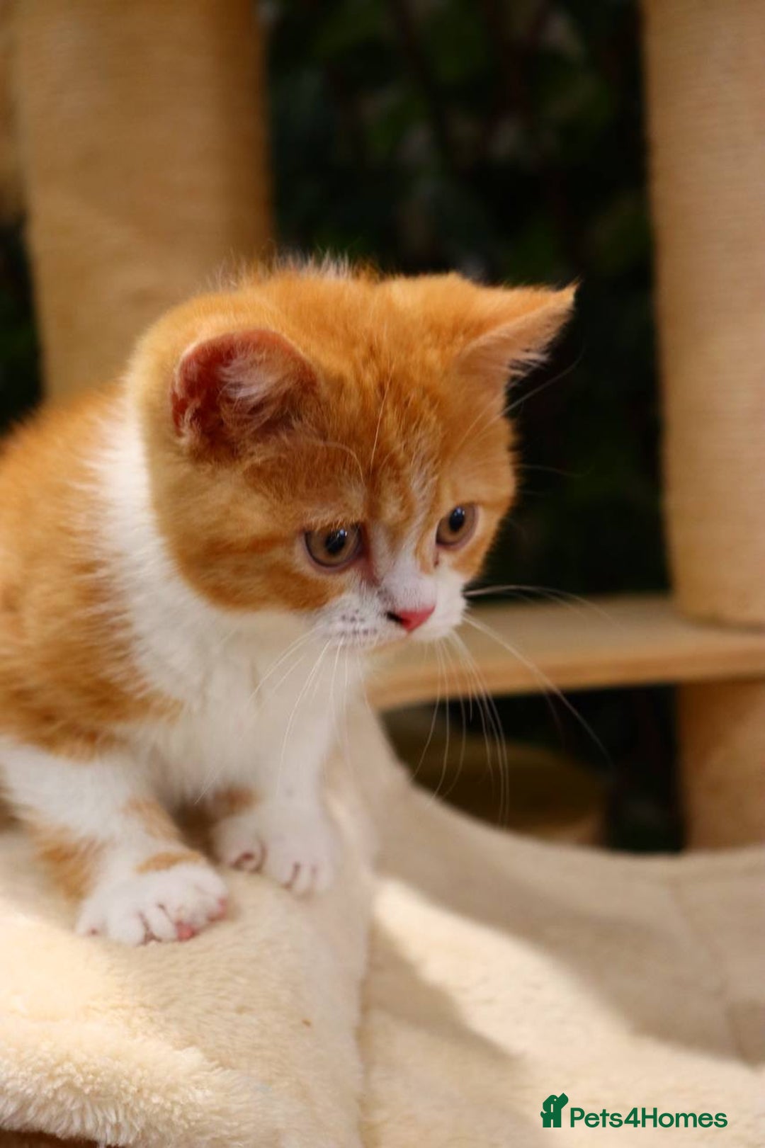 British Shorthair cats for sale: Ready CH Bloodlines BSH TICA registered kittens in Feltham - Image 6
