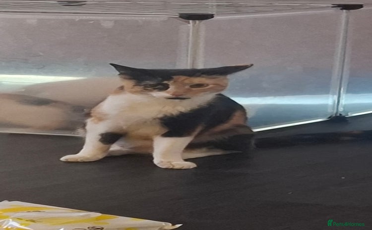 Mixed Breed cats - Advert 7