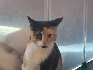 Mixed Breed cats - Advert 8