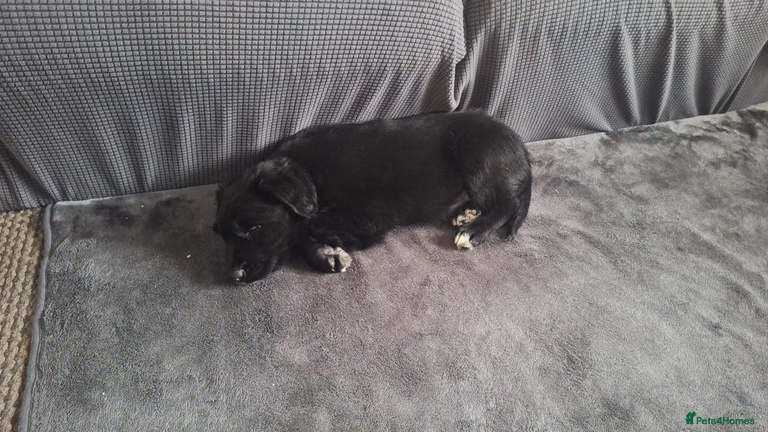 Border Collie dogs for sale: 🏡 Smart, Sweet Border/hunterway x Pup Await You!" - Advert 21