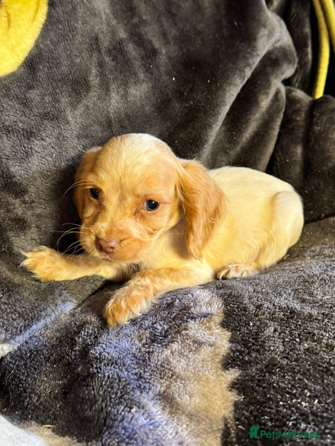 Cocker Spaniel dogs for sale: Cocker spaniel pups  - Image 2