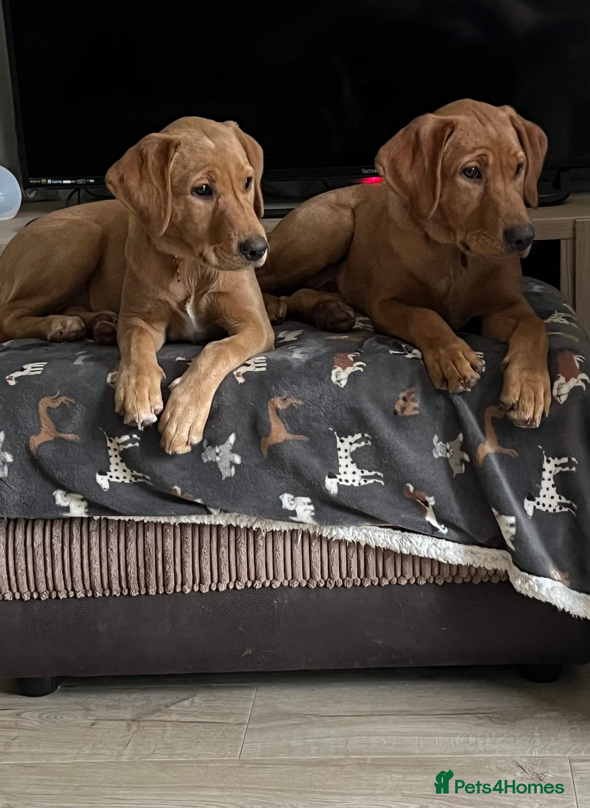 Labrador Retriever dogs 2 Beautiful Fox red pups for a loving family. - Advert 6