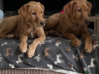 Labrador Retriever dogs 2 Beautiful Fox red pups for a loving family. - Advert 6