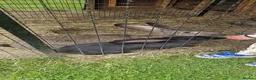 Continental Giant rabbits for sale: Continental Giant rabbits - Advert 4