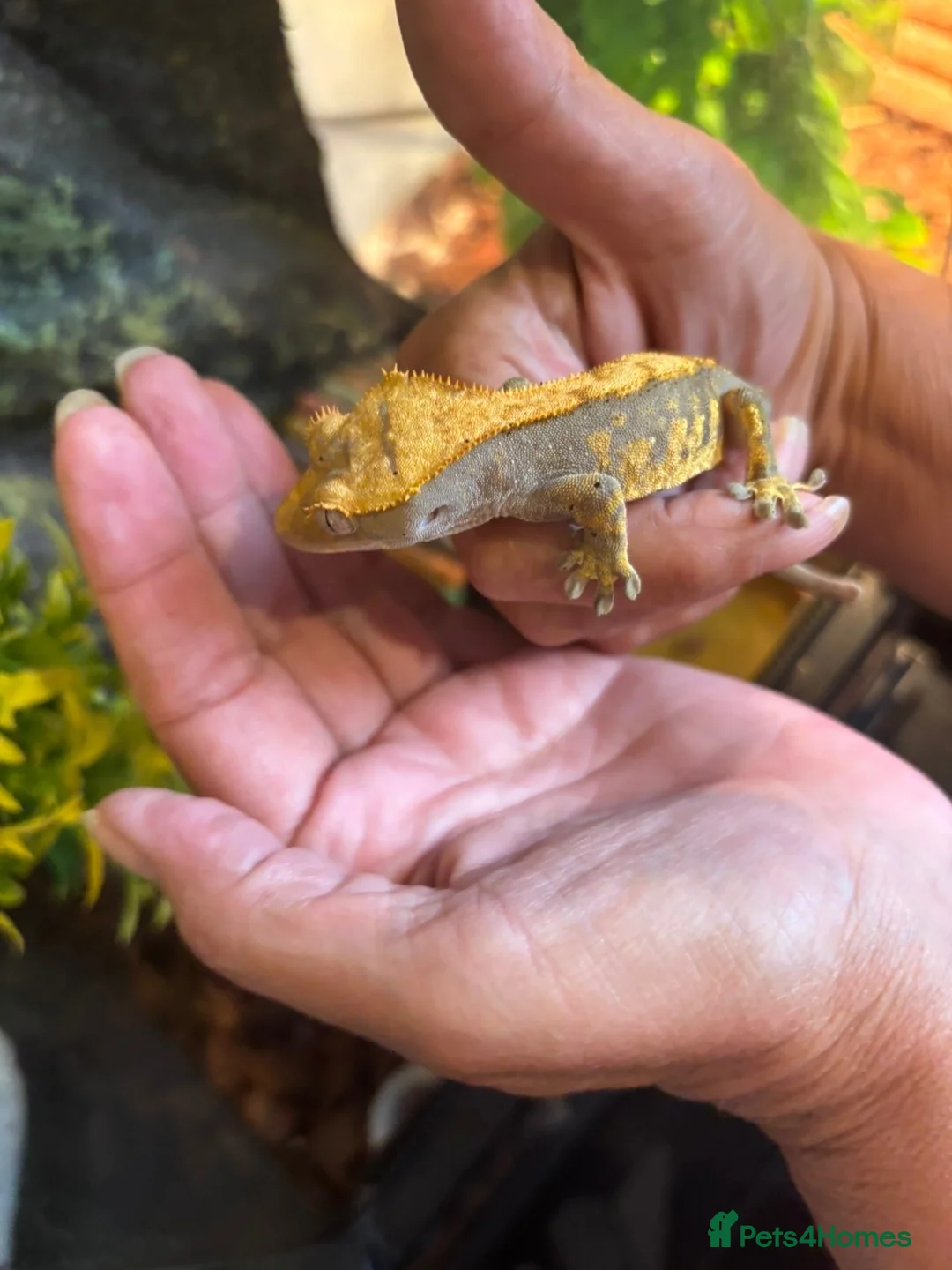 Gecko reptiles for sale: Crested  gecko in Shildon - Advert 9